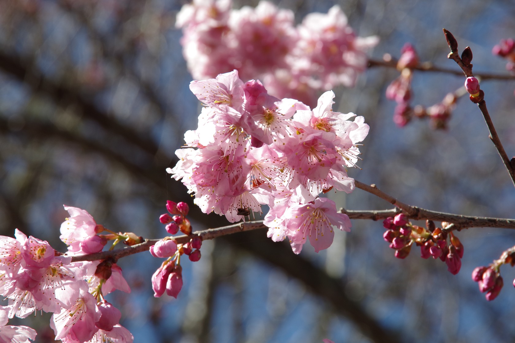 櫻花