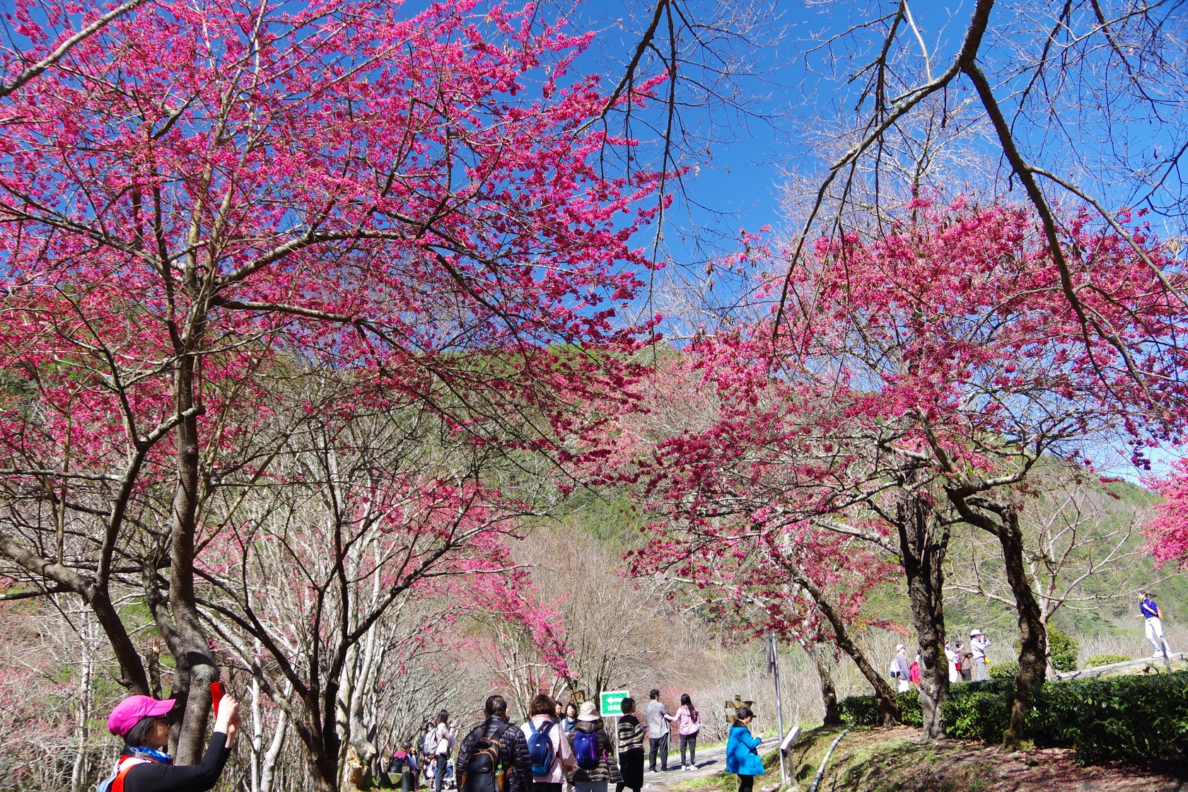 兆豐櫻花園