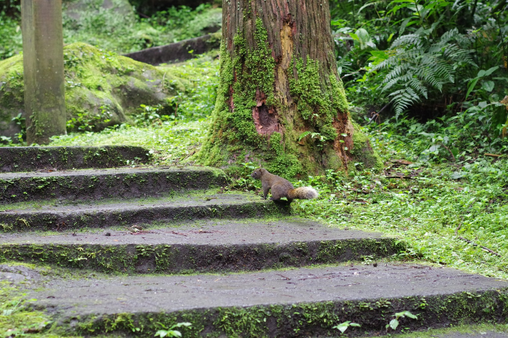 赤腹松鼠