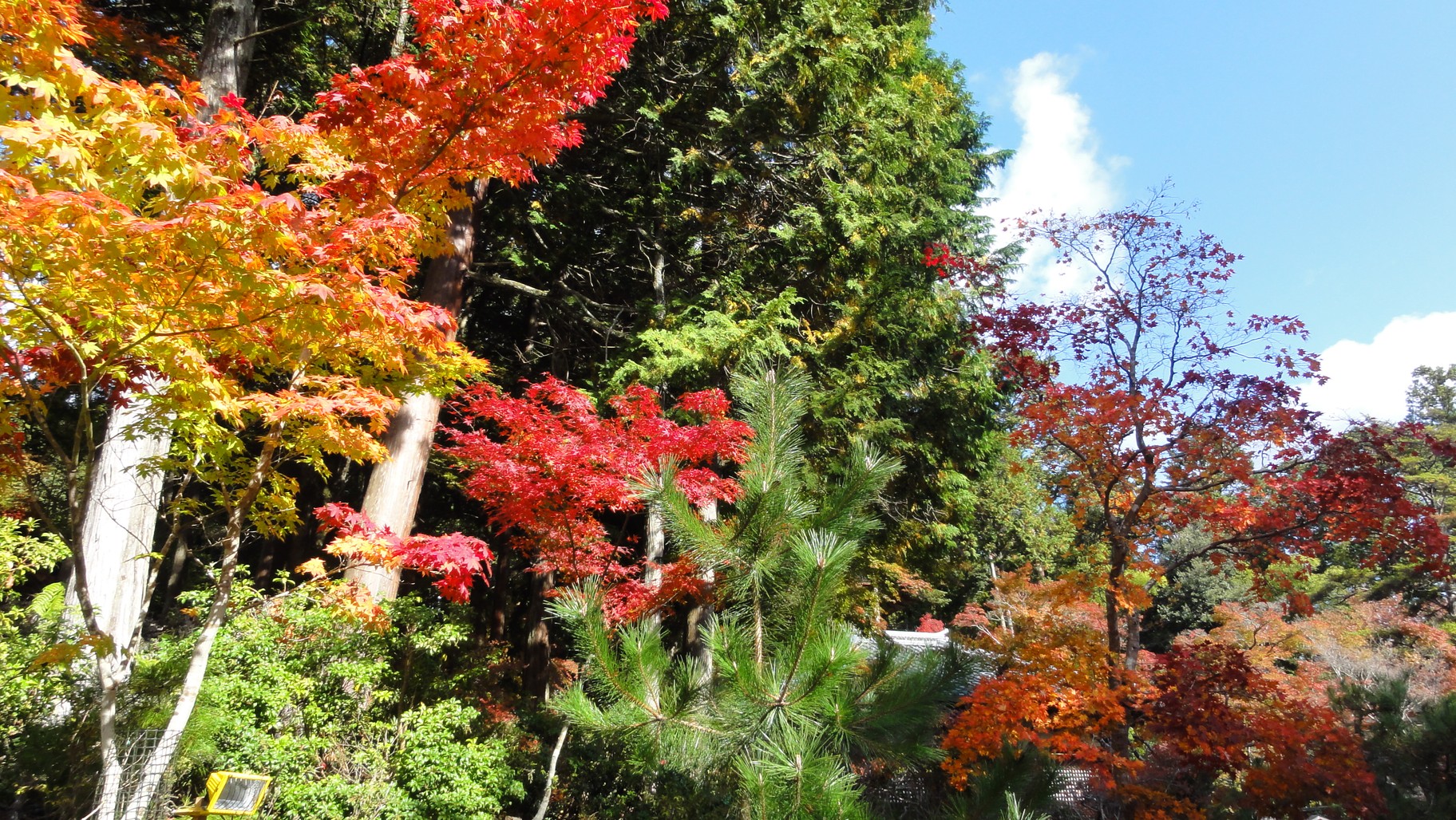 神護寺山門內的紅葉