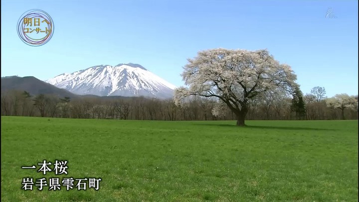 一本桜 岩手県雫石町