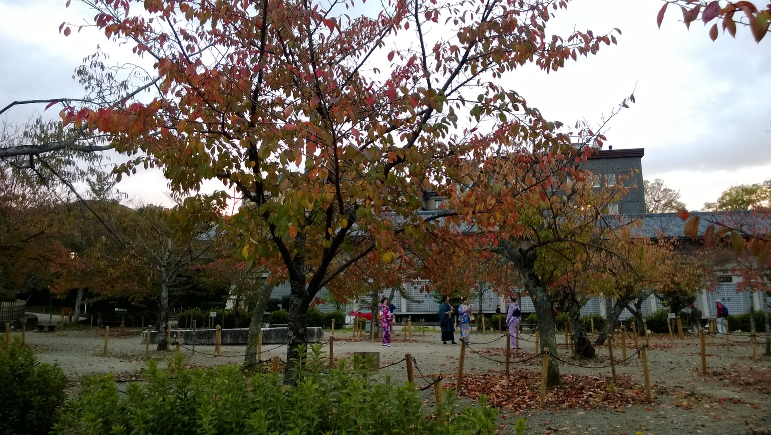 穿和服在円山公園散步的遊客
