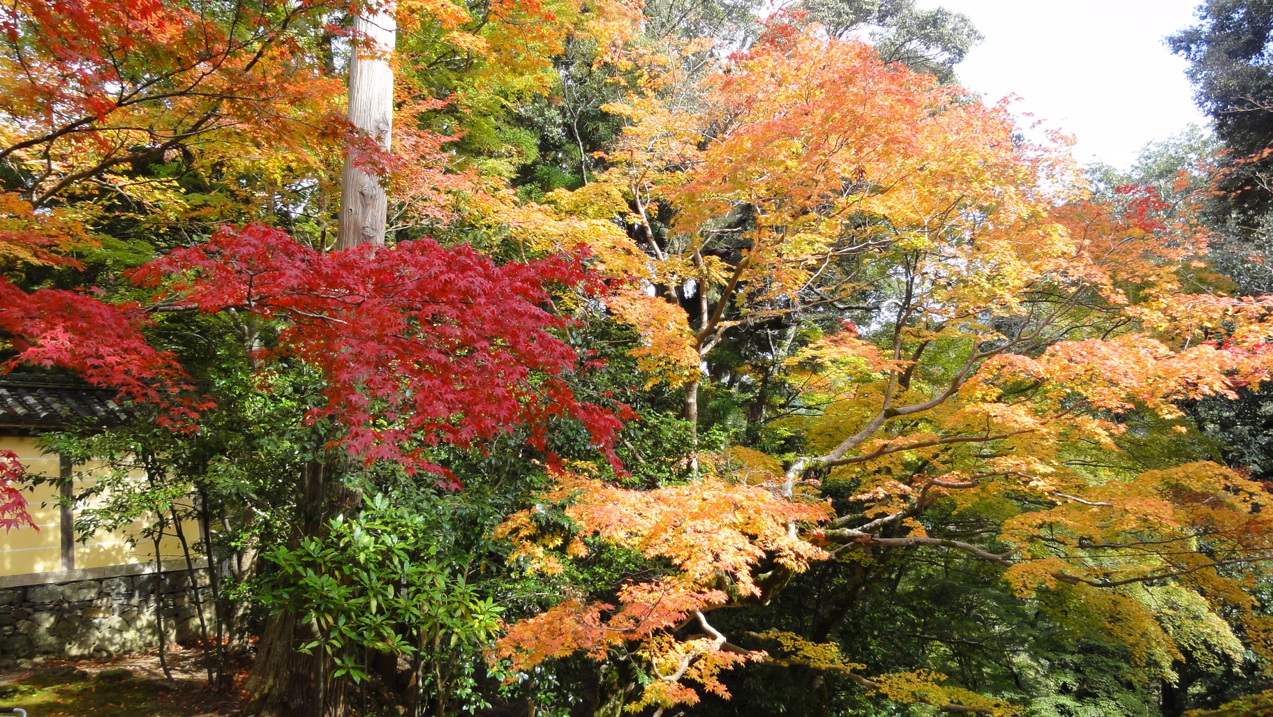 神護寺山門旁的紅葉