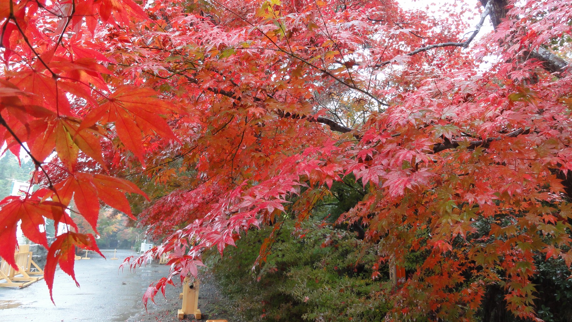 鍬山神社參道前的紅葉