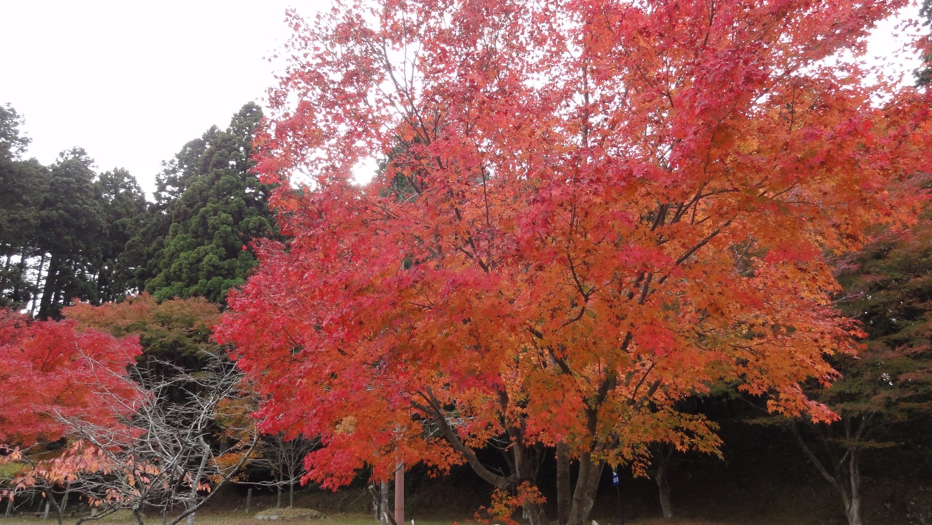 西塔停車場的紅葉