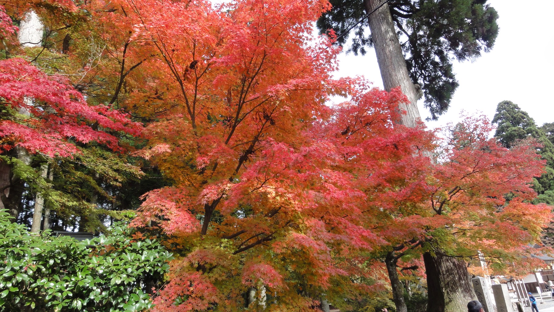 東塔入口附近的紅葉