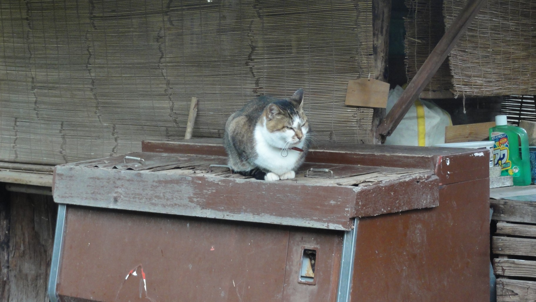 嵐山公園展望台路旁的貓