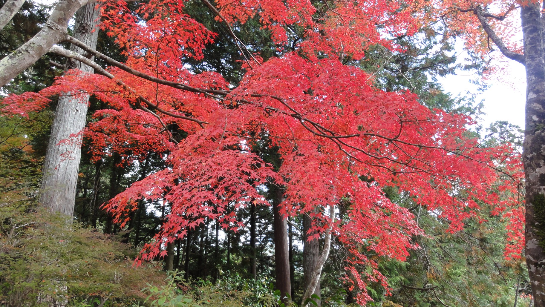 神護寺山門內的紅葉
