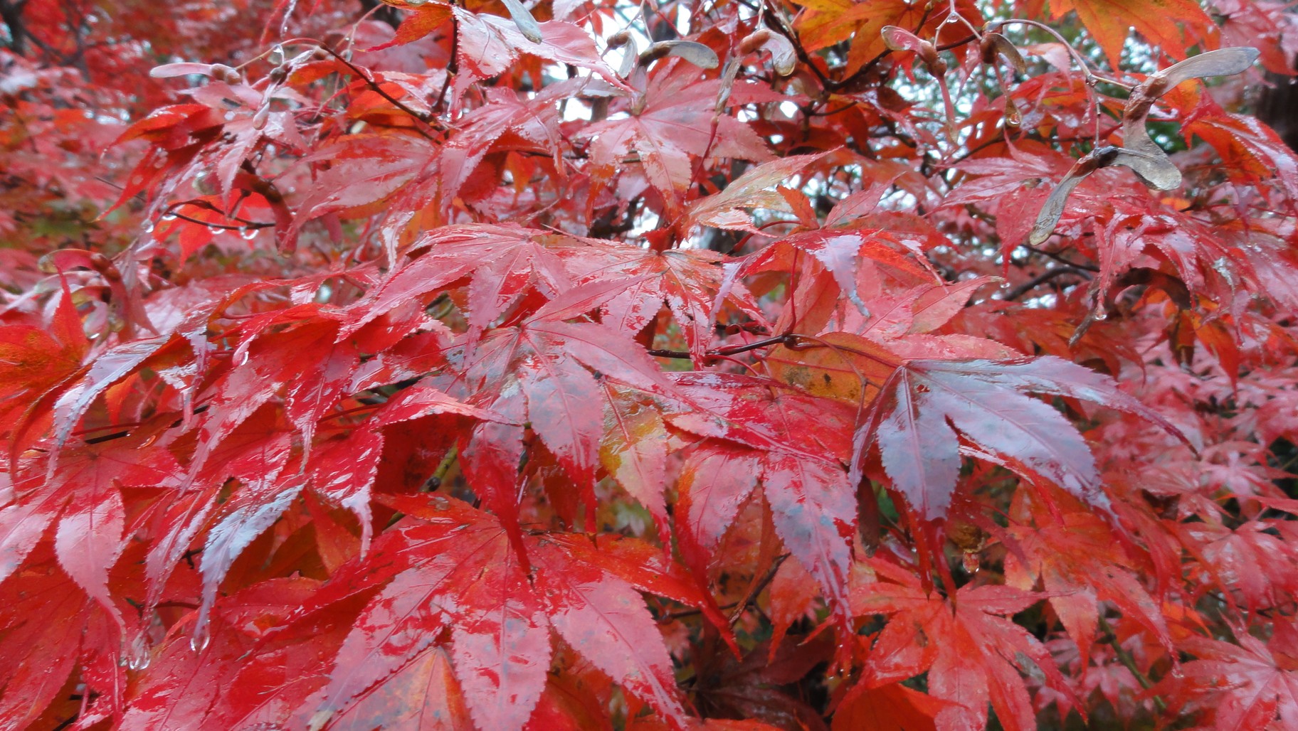 雨水清洗過後的紅葉